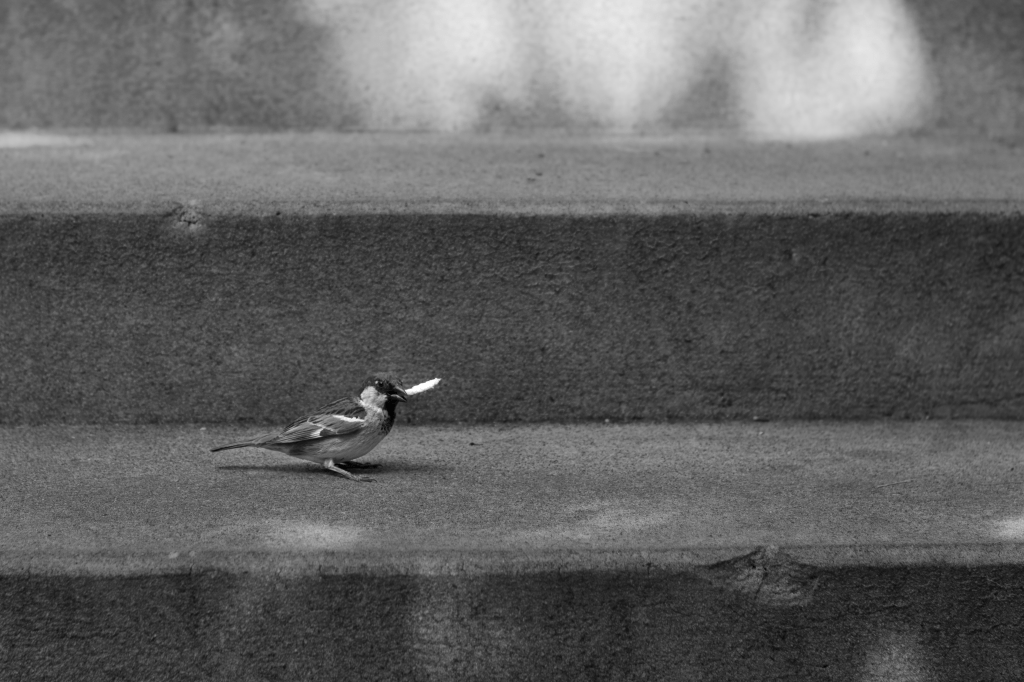 A sparrow stands on a step with a small piece of potato chip in its mouth.