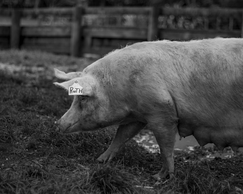 A maternal pig looks to the left. She wears an ear tag labeled "Ruth".